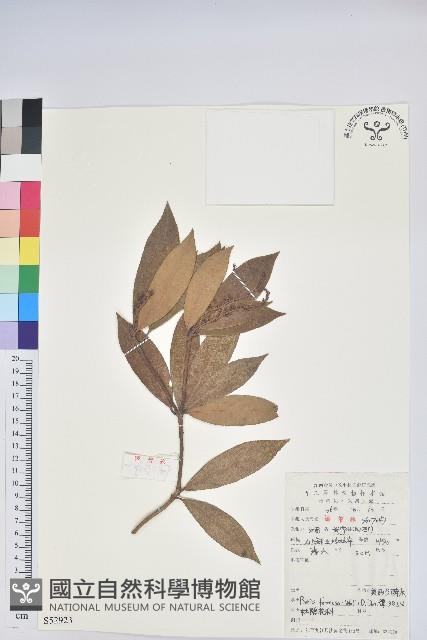 美麗馬醉木藏品圖，第3張