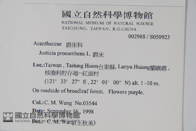 Rat-tail willow Collection Image, Figure 2, Total 2 Figures