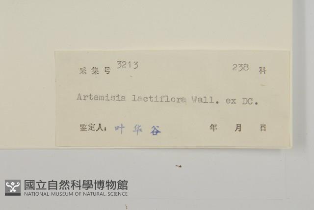 角菜、珍珠菜藏品圖，第3張