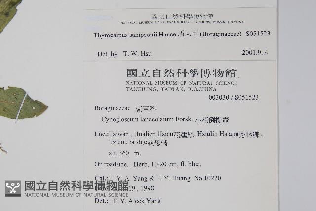 盾果草藏品圖，第2張