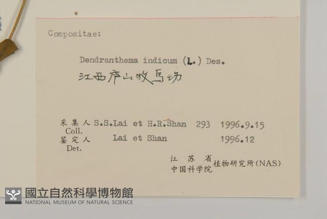 油菊、野菊藏品圖，第3張