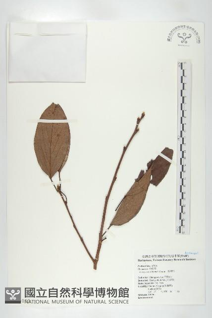 俄氏柿藏品圖，第3張