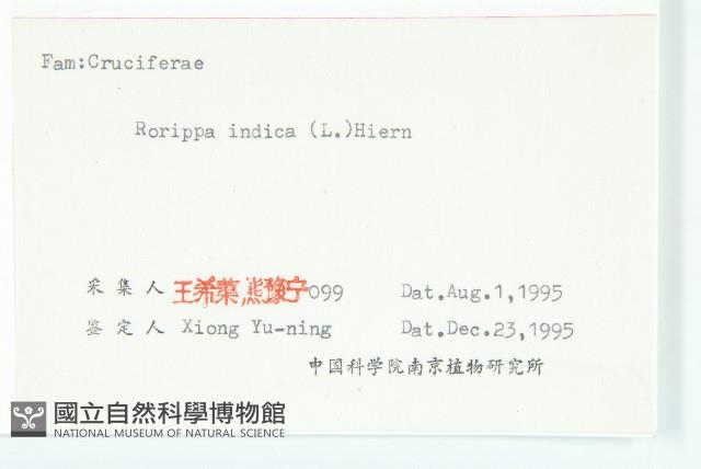 葶藶藏品圖，第3張