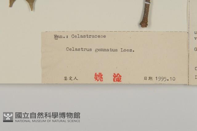 哥蘭葉藏品圖，第3張