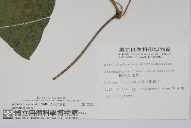 大葉馬兜鈴藏品圖，第2張