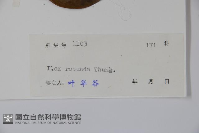 鐵冬青藏品圖，第2張