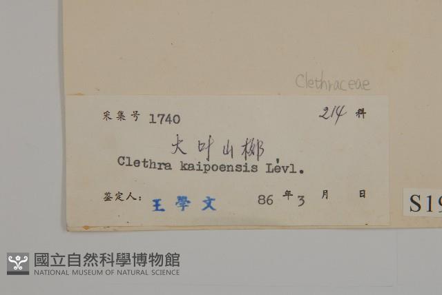 大葉山柳藏品圖，第3張