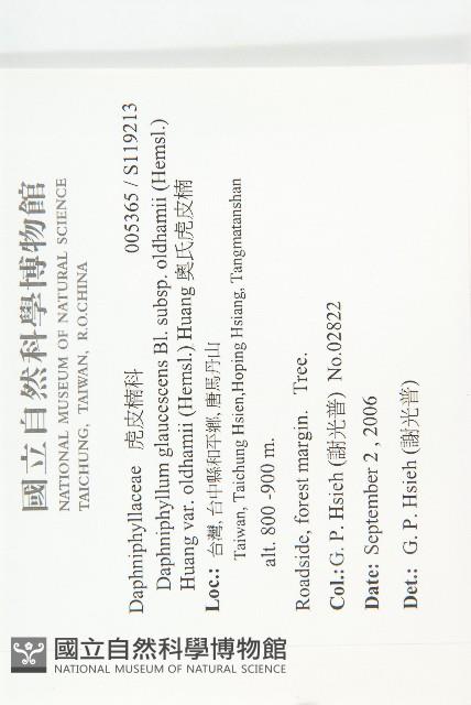 奧氏虎皮楠藏品圖，第2張