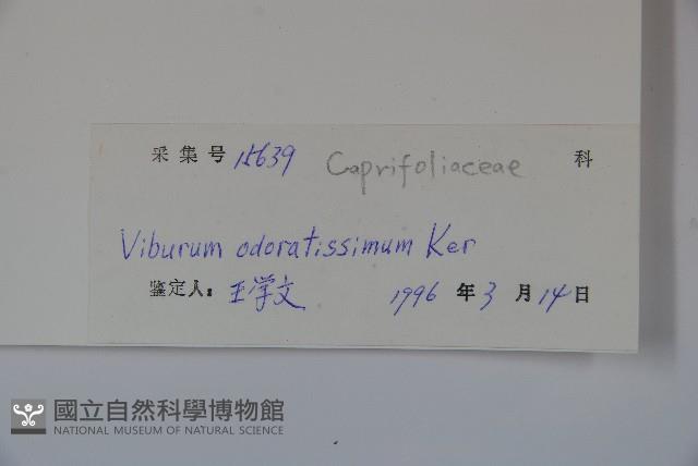 珊瑚樹藏品圖，第2張