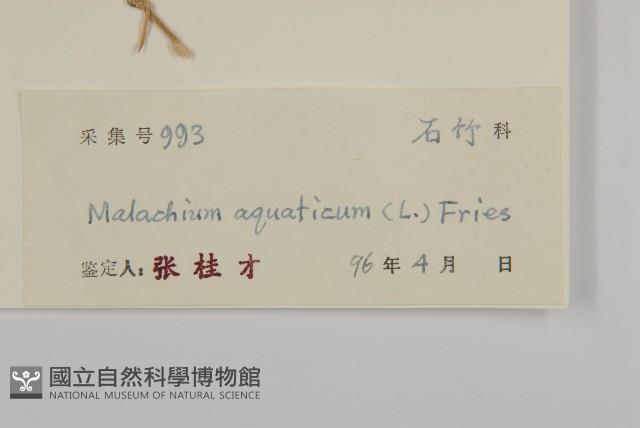 牛繁縷藏品圖，第3張