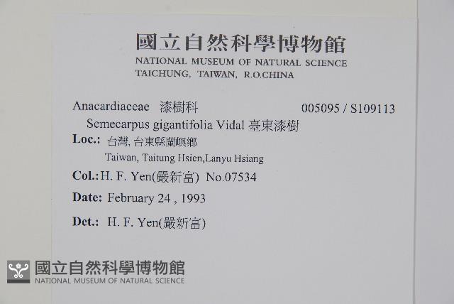 臺東漆樹藏品圖，第2張