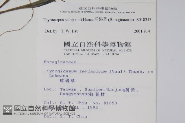 盾果草藏品圖，第2張