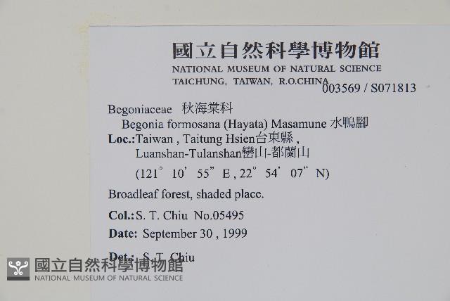 水鴨腳藏品圖，第2張