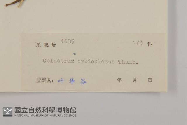 南蛇藤藏品圖，第3張