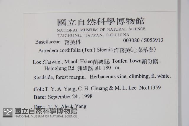 洋落葵、心葉落葵藏品圖，第2張