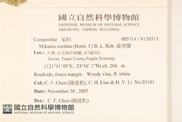 蔓澤蘭藏品圖，第2張