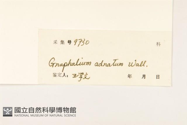 紅面番藏品圖，第3張