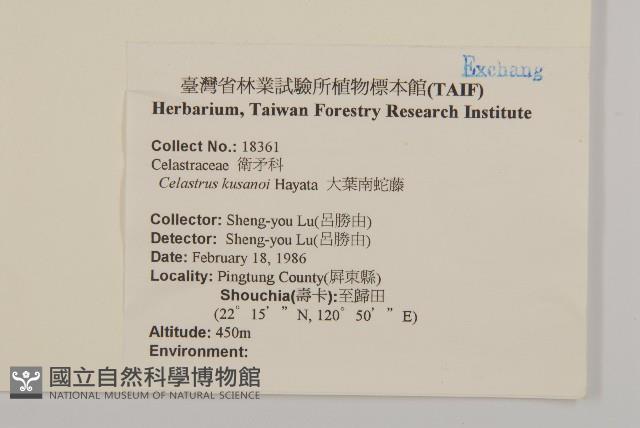 大葉南蛇藤藏品圖，第2張