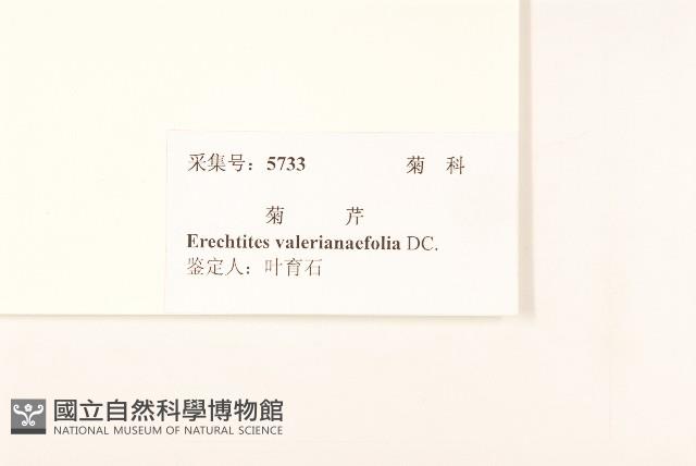 飛機草藏品圖，第3張