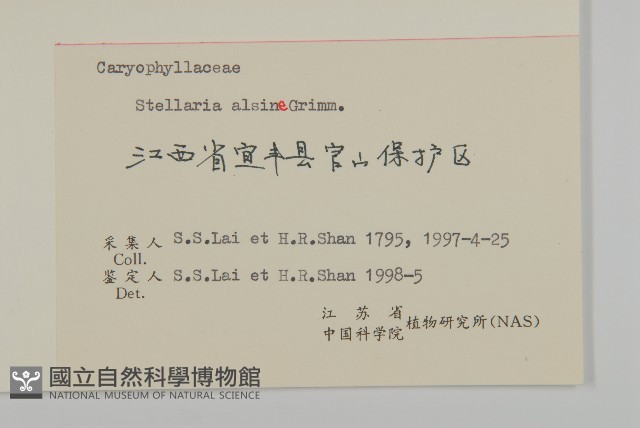 雀舌草藏品圖，第3張
