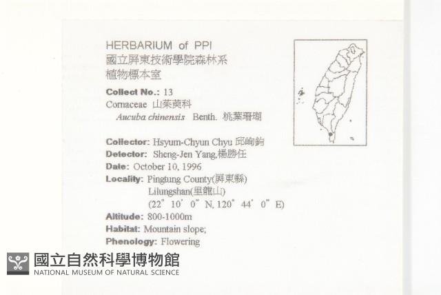 桃葉珊瑚藏品圖，第2張