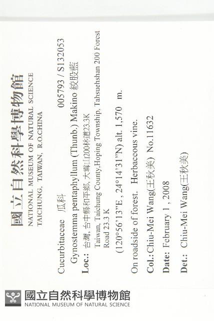 絞股藍藏品圖，第2張