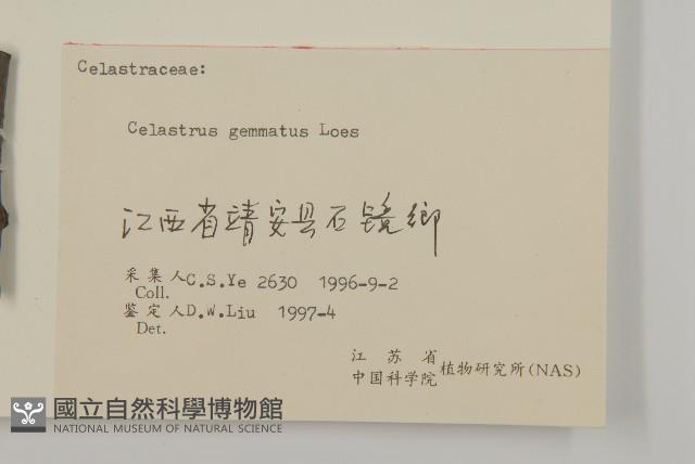 哥蘭葉藏品圖，第3張