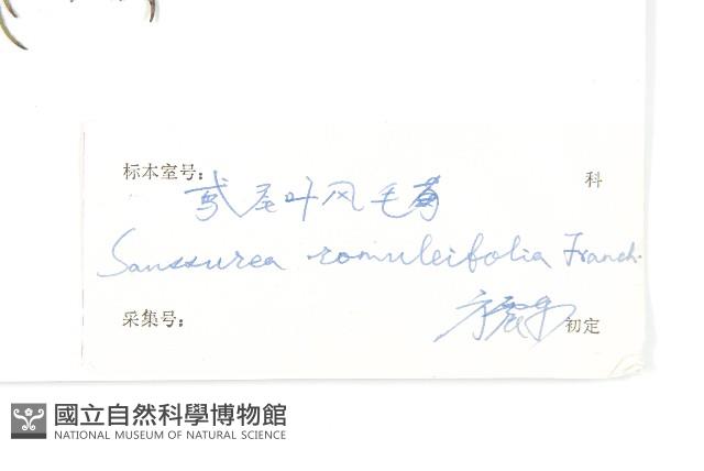 鳶尾葉風毛菊藏品圖，第3張