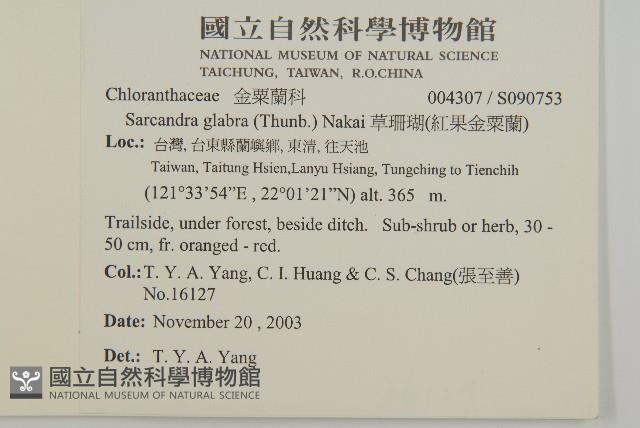 草珊瑚、紅果金粟蘭藏品圖，第2張