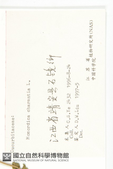 苦瓜藏品圖，第3張
