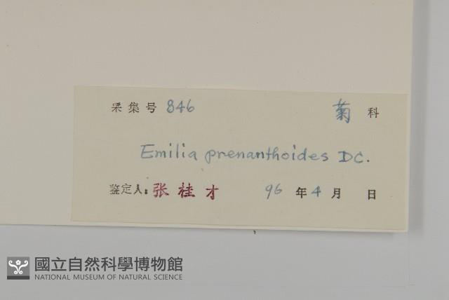 小葉一點紅藏品圖，第3張