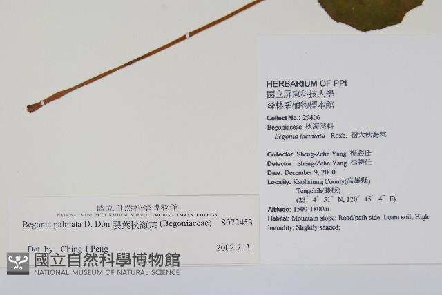 裂葉秋海棠藏品圖，第2張