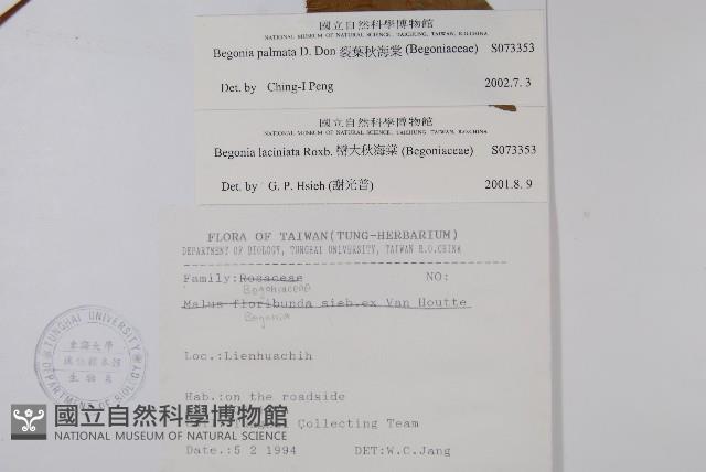 裂葉秋海棠藏品圖，第2張