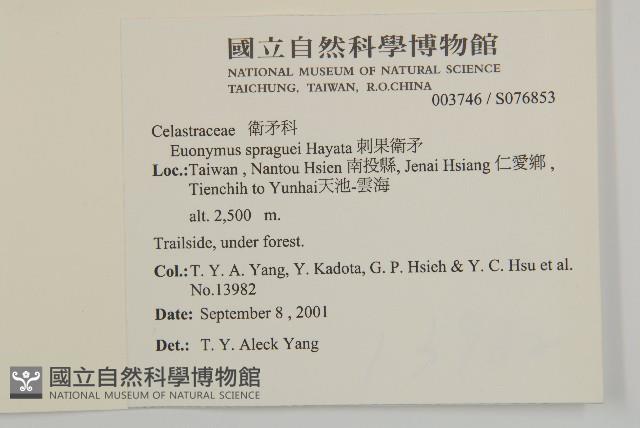 刺果衛矛藏品圖，第2張