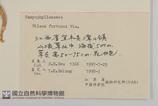 蠅子草藏品圖，第3張