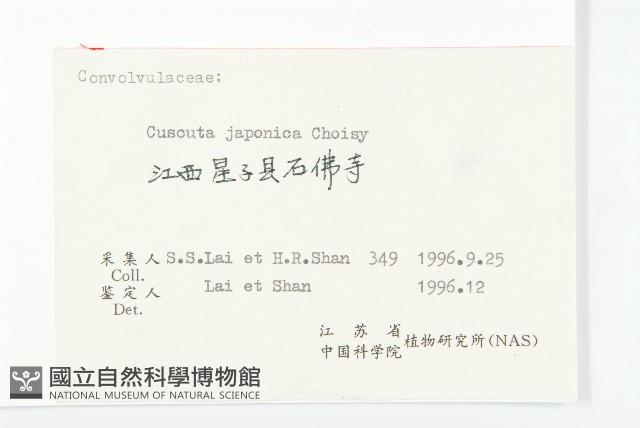 日本菟絲子藏品圖，第3張