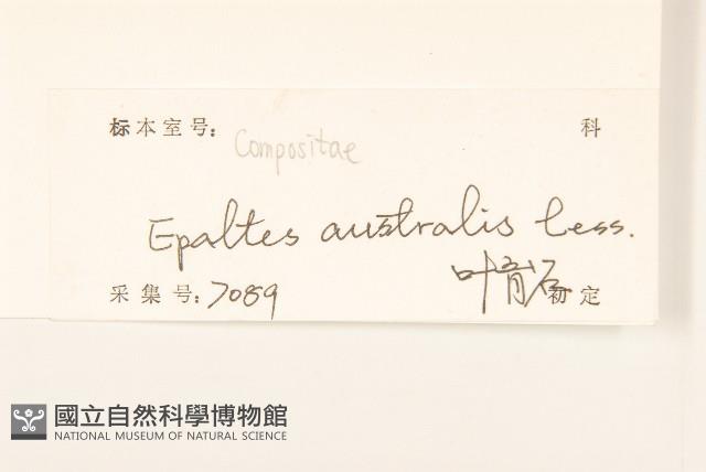 鵝不食草藏品圖，第3張