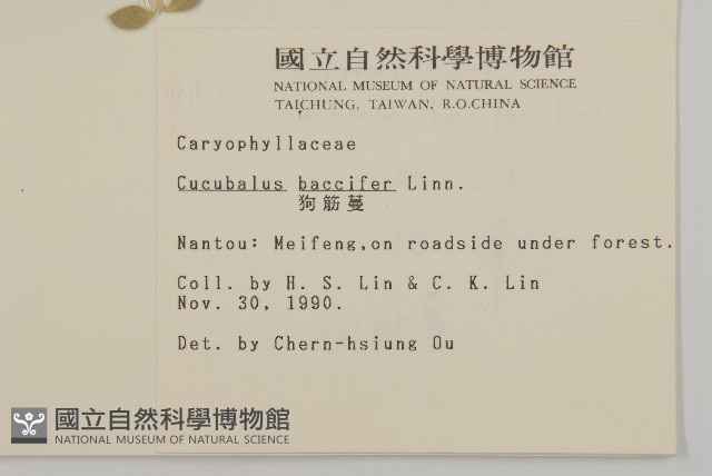 狗筋蔓藏品圖，第2張