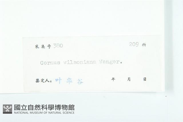 光皮樹藏品圖，第3張