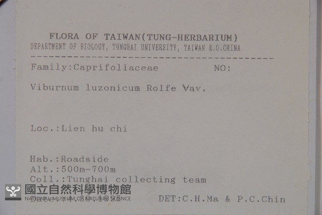 呂宋莢迷藏品圖，第2張