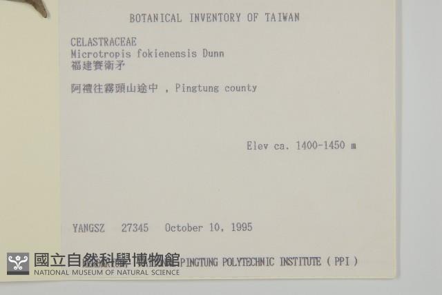 福建賽衛矛、福建假衛矛藏品圖，第2張