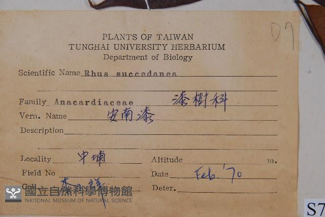 木蠟樹、山漆藏品圖，第2張