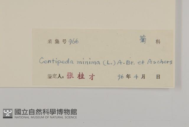 石胡荽、吐金草藏品圖，第3張