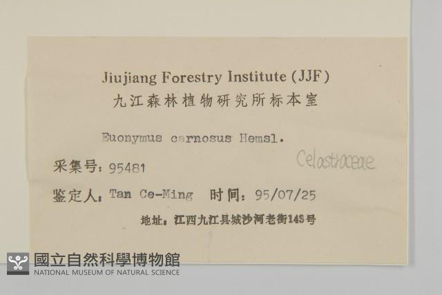 厚葉衛矛, 源一木藏品圖，第3張