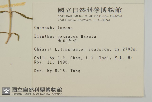 玉山石竹藏品圖，第2張