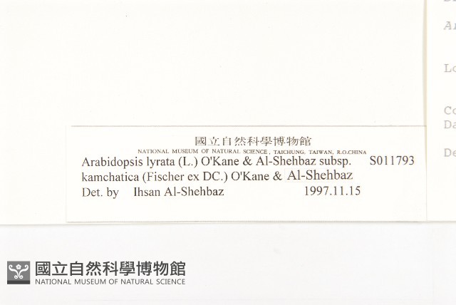 玉山筷子芥藏品圖，第3張