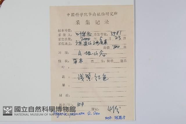 裂葉秋海棠藏品圖，第2張
