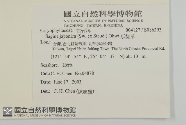瓜槌草、漆姑草藏品圖，第2張