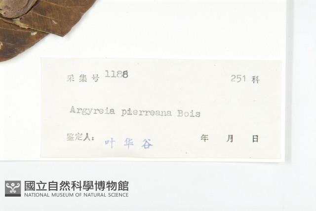 東京銀背藤藏品圖，第3張