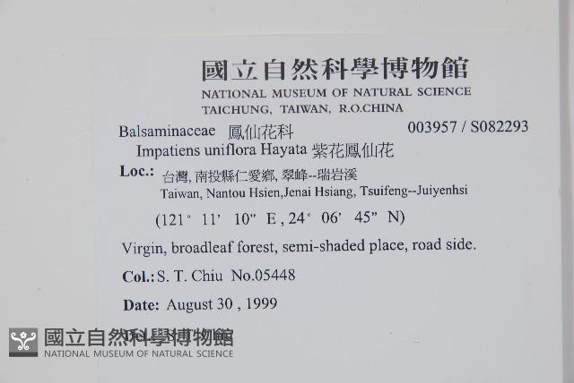 紫花鳳仙花藏品圖，第2張